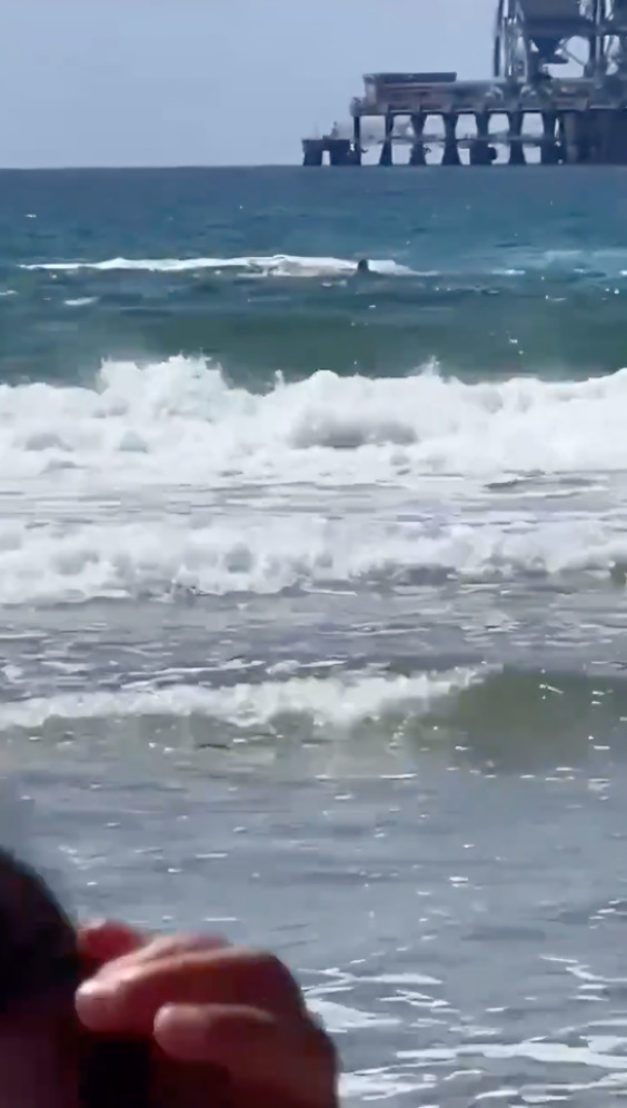 Graban momento en que hombre es atacado por tiburón
