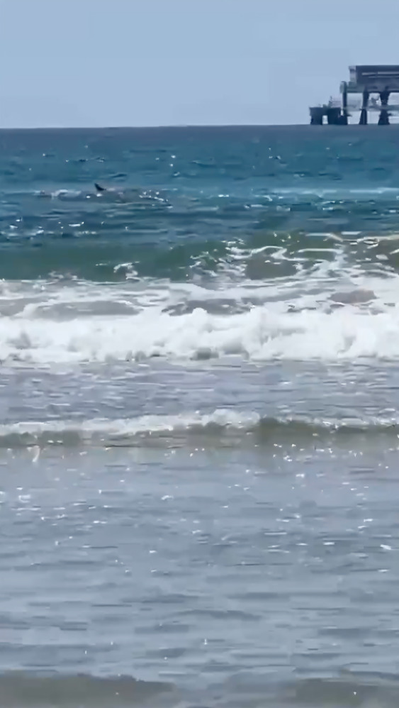 Graban momento en que hombre es atacado por tiburón