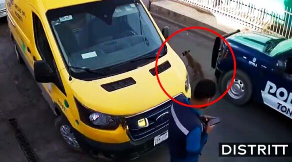 Policías atropellan a perrita y se dan a la fuga