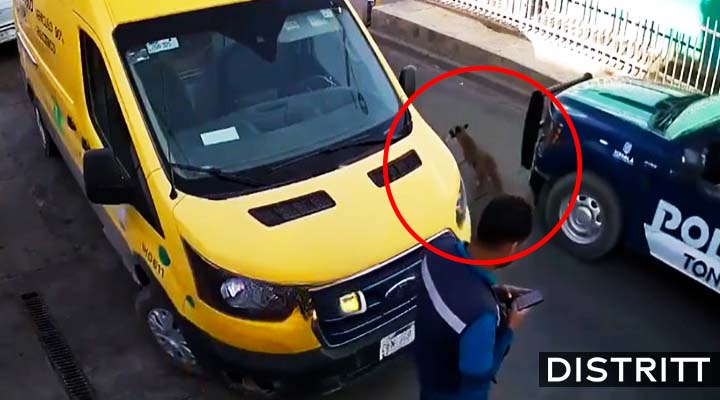 Policías atropellan a perrita y se dan a la fuga