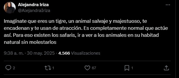 Reaccionan a video de hombre atacado por Tigre