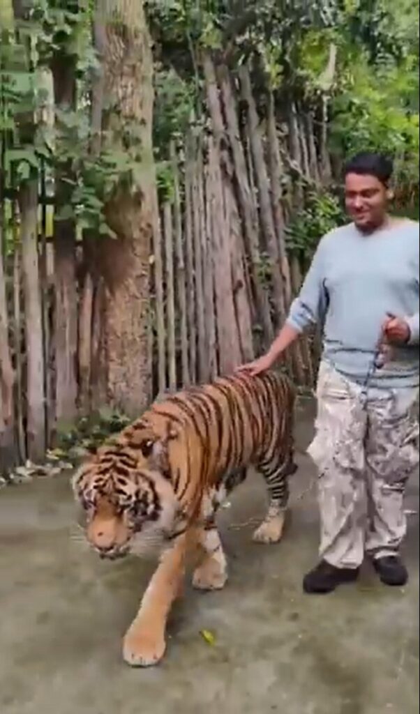Tigra ataca a turista indio en Tailandia