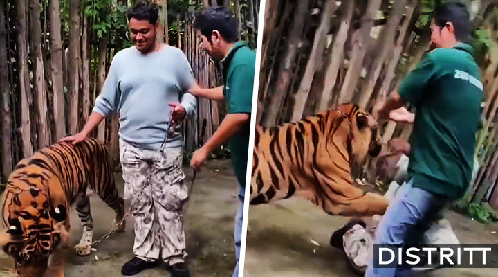 Tigre ataca a turista que intentaba tomarse una foto