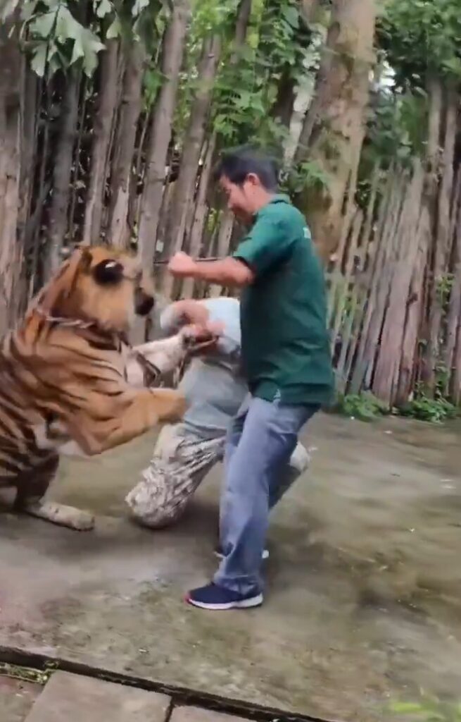 Video de tigre que atacó a un turista de India en Tailandia