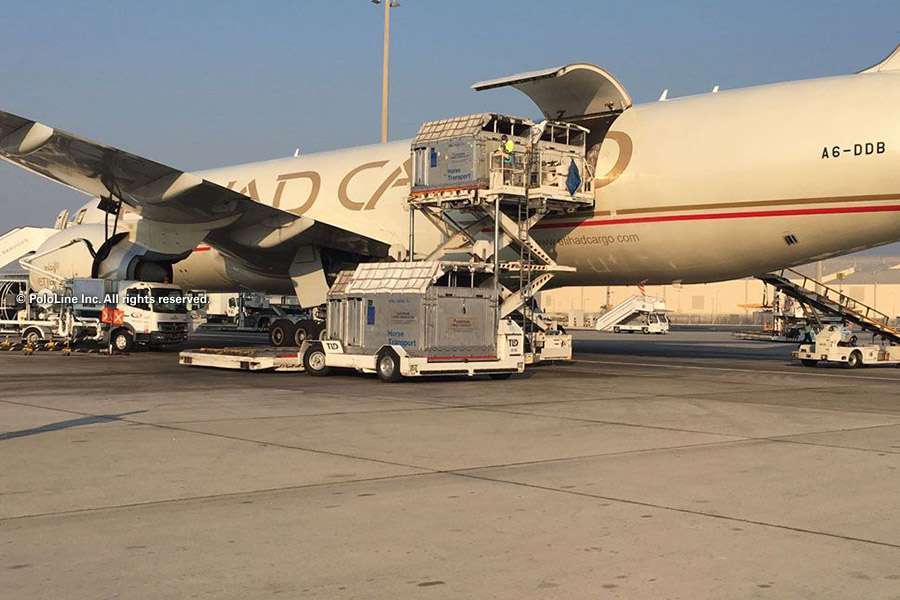 El día que un avión cargado de caballos se desplomó