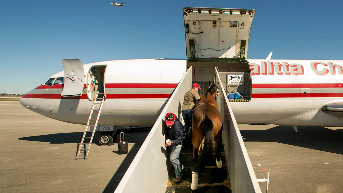 El día que un avión cargado de caballos se desplomó