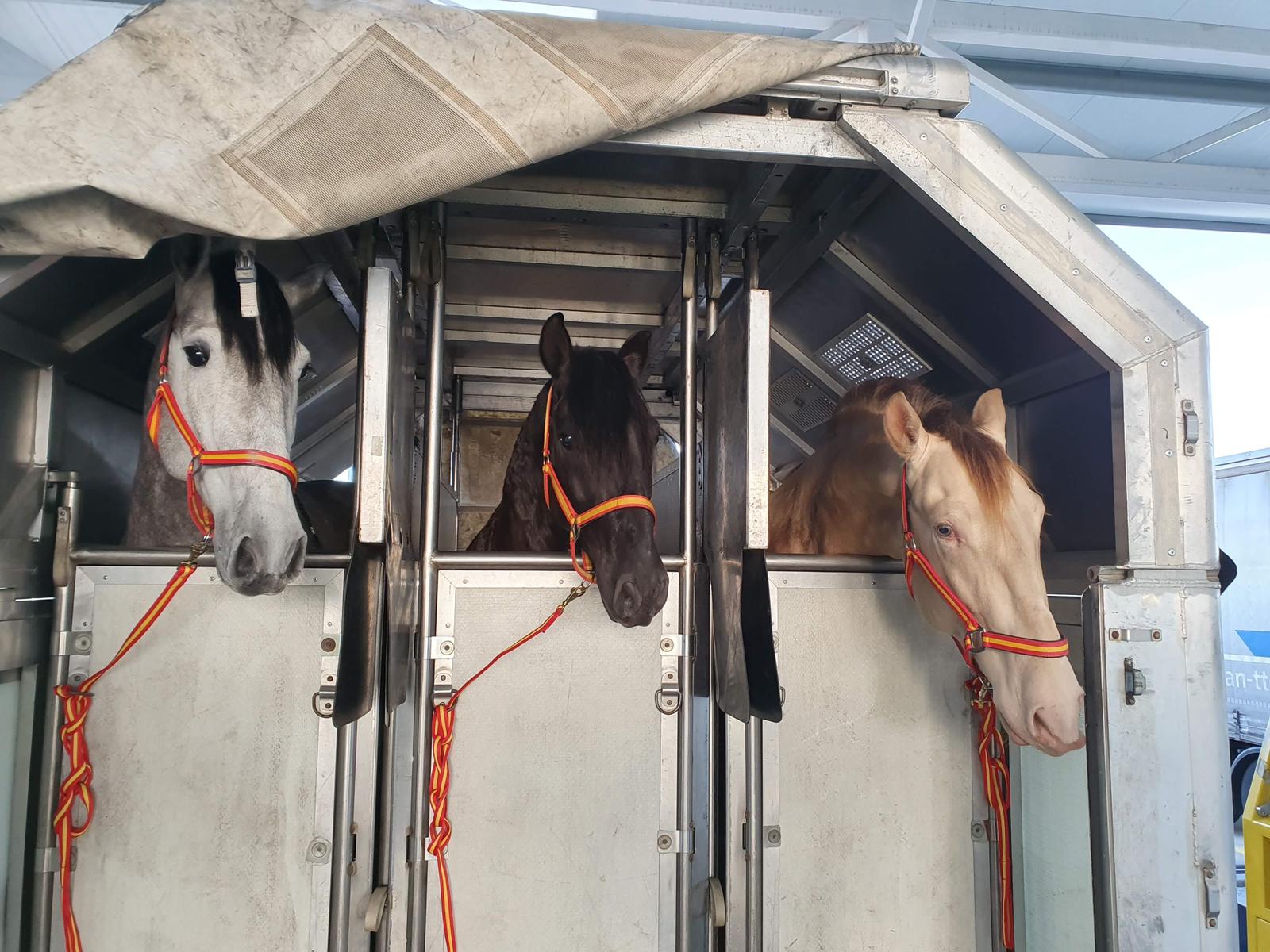 El día que un avión cargado de caballos se desplomó