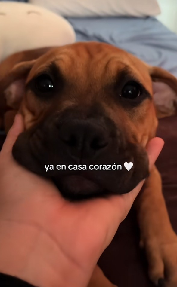 Jovevn logra reencontrarse con perrita tras error de aerolínea