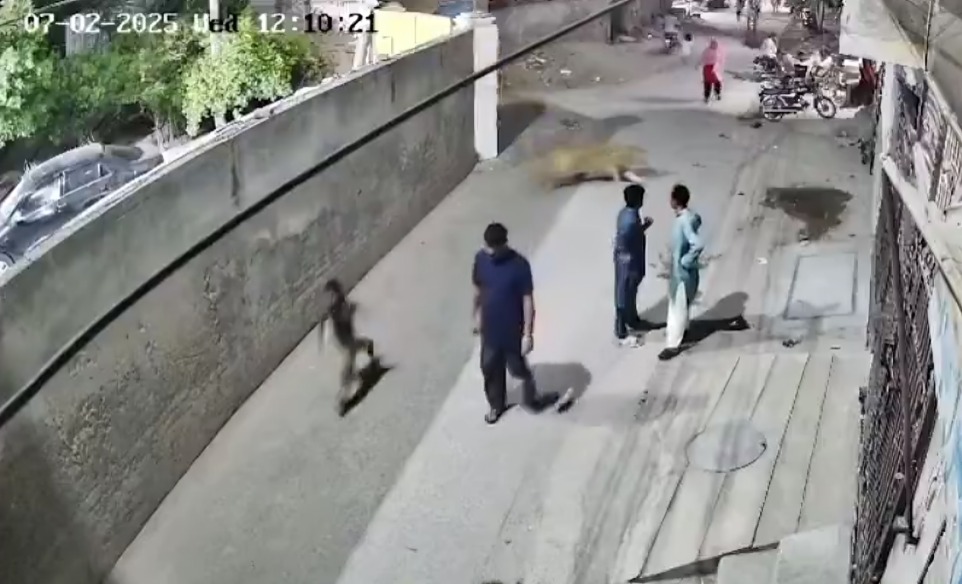 León escapa ya taca a personas en calle de Pakistán