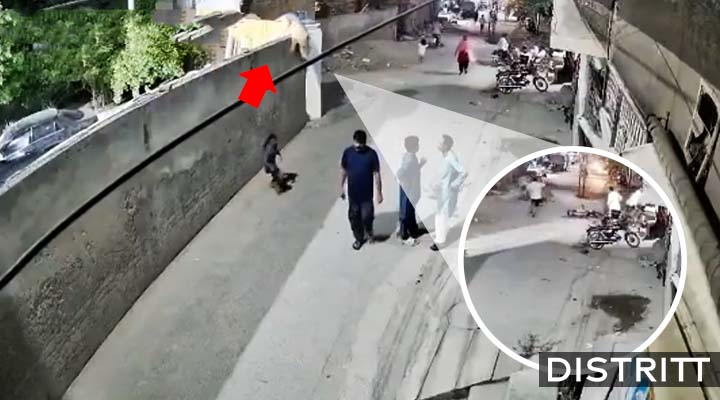Pakistán. León espaca de casa y ataca a personas |VIDEO