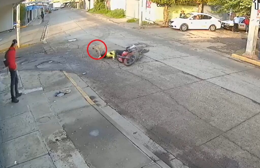 Perrito atropella a motociclista y huye del lugar
