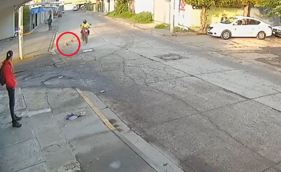 Perrito arrolla a motociclista en movimiento