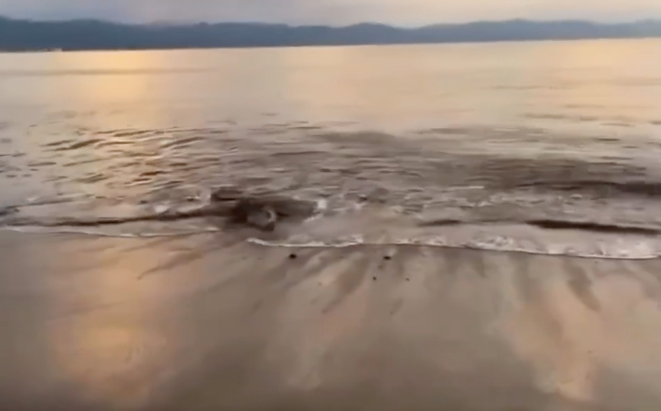 Puerto Vallarta. Cocodrilo ataca a turista en playa