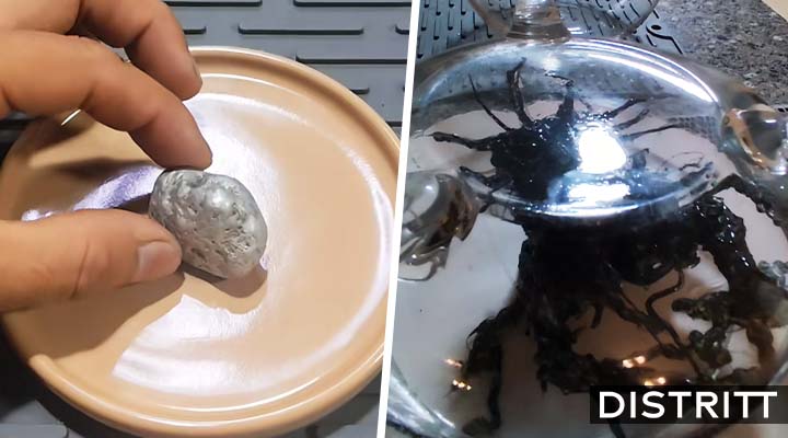 La verdad sobre criatura que crece en meteorito en Panamá