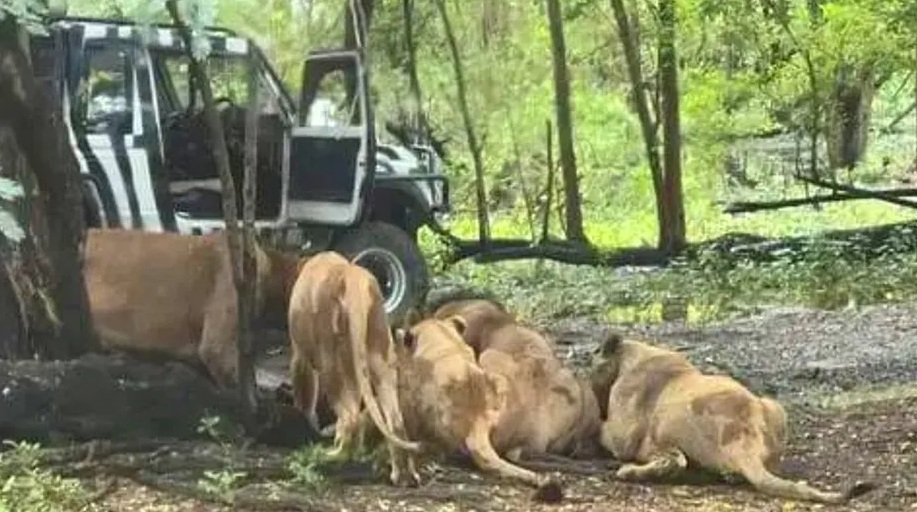 Leones de safari devoran a cuidador frente a turistas 