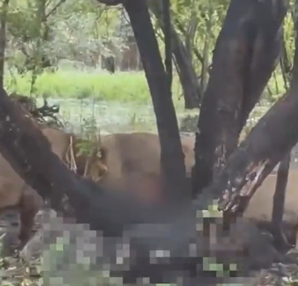 Ataque de leones fue presenciado por turistas