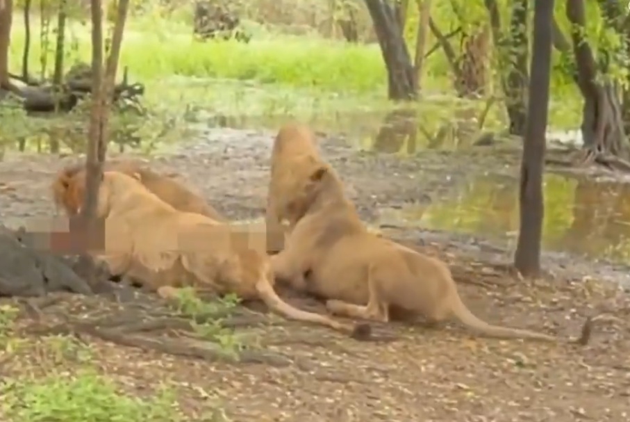 Leones de safari devoran a su cuidador