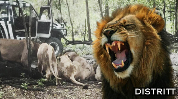 Leones de safari devoran a cuidador frente a turistas |VIDEO