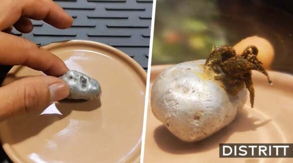 Panamá. Hallan extraña criatura "creciendo" en meteorito