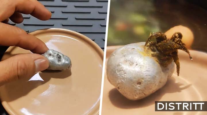 Panamá. Hallan extraña criatura "creciendo" en meteorito