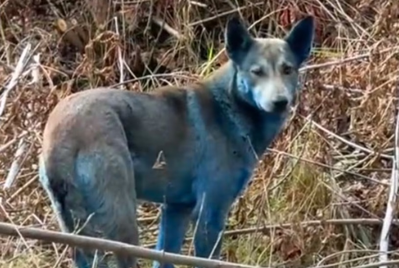 Así son los perros azules de Chernóbil