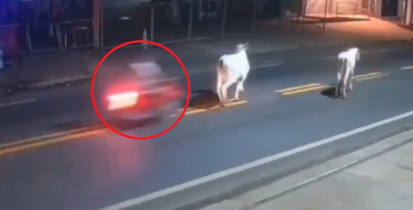 Futbolista muere tras chocar su moto con una vaca