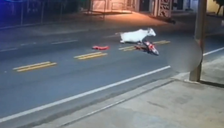 Futbolista muere tras chocar su moto contra una vaca 
