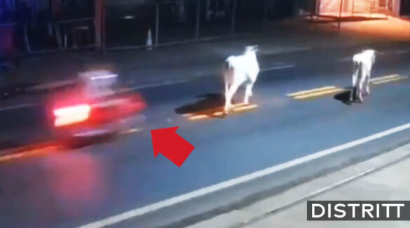 Futbolista muere tras chocar su moto contra una vaca |VIDEO