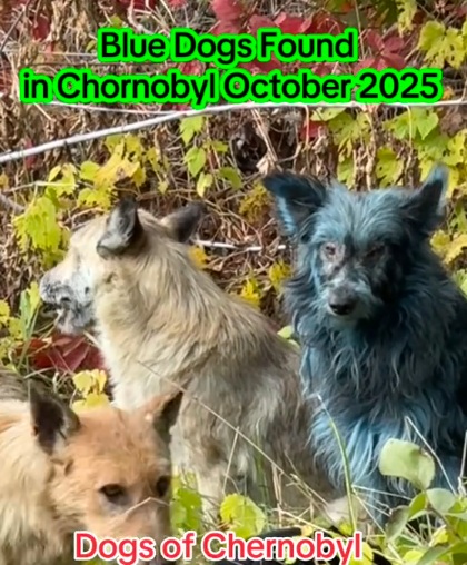 ¿Por qué hay perros azules en Chernóbil?