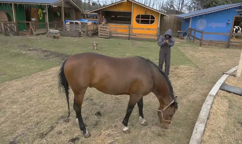 Caballo lastima a Sergio Mayer Mori en La Granja VIP 