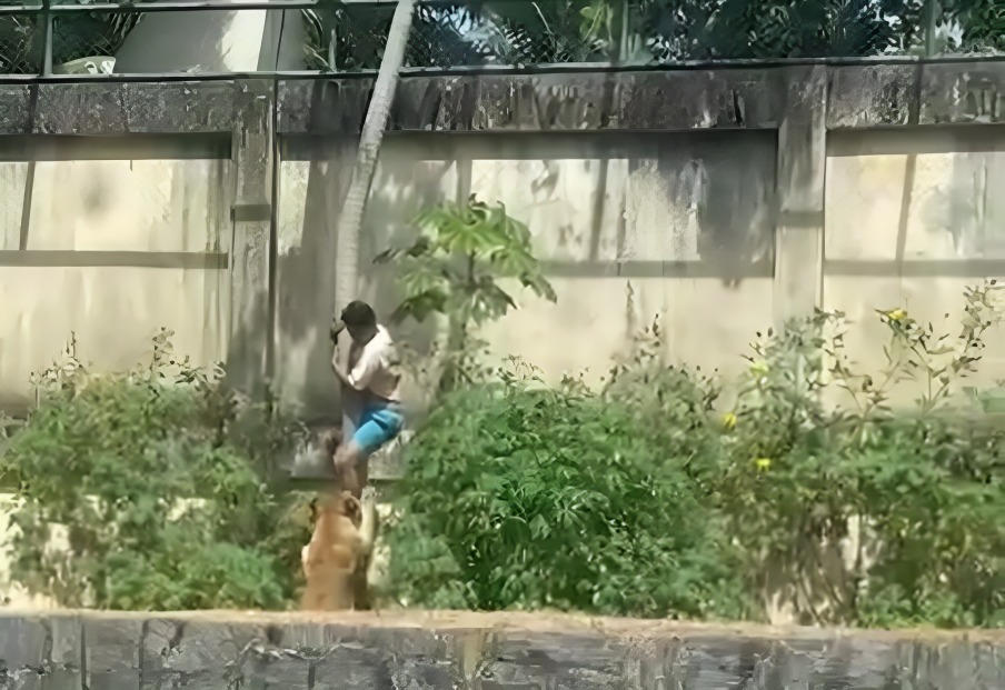 Joven salta a jaula de leones en zoológico