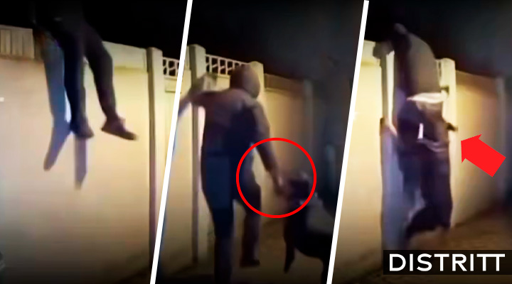 Ladrón intenta asaltar y perro le quita el pantalón