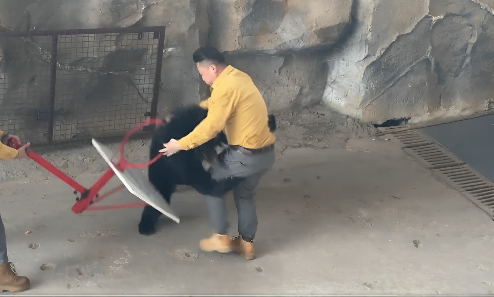 Oso atacando