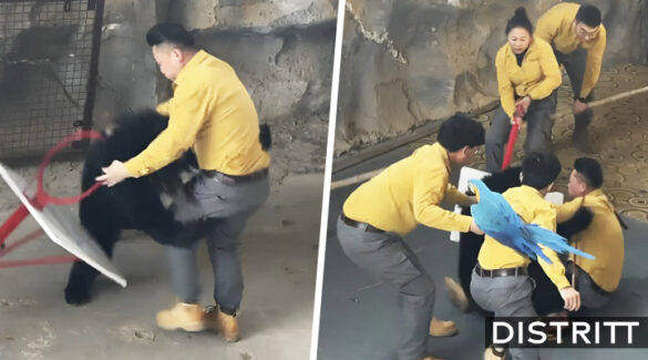 Oso negro ataca a cuidador en show tras detectar bolsa con comida |VIDEO