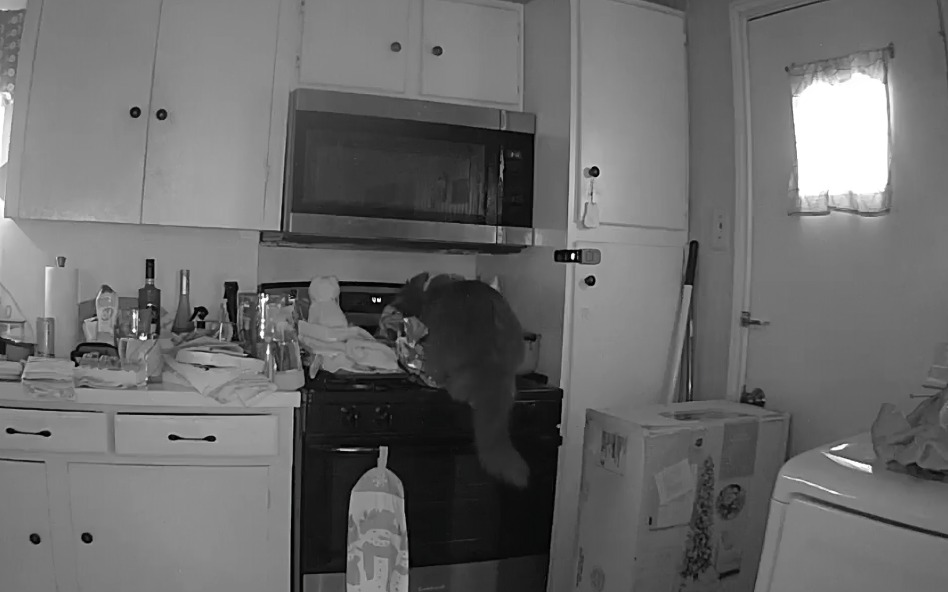 Gato provoca incendio en EU