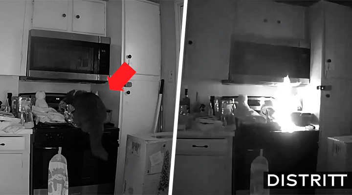 Gato provoca incendio tras encender estufa de casa