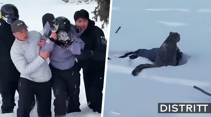 Leopardo de las nieves ataca a mujer que intentó selfie con él