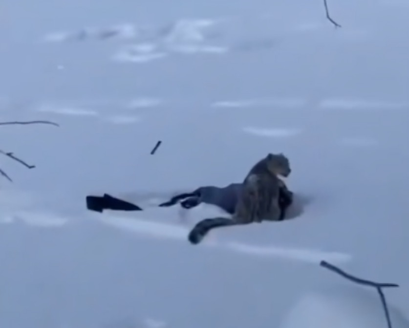 Leopardo de las nieves ataca a mujer