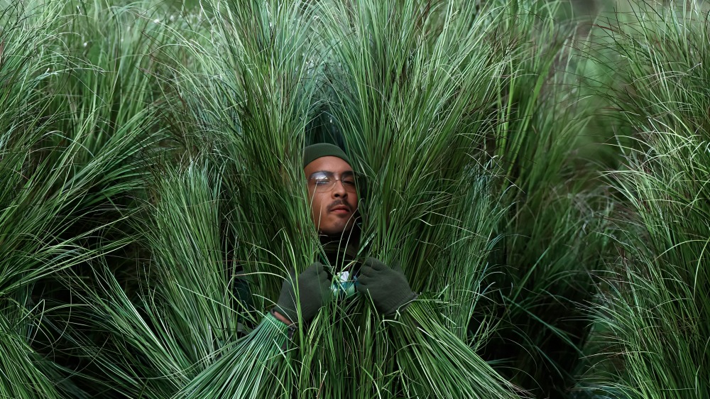 Así fue ser un árbol en show de Bad Bunny