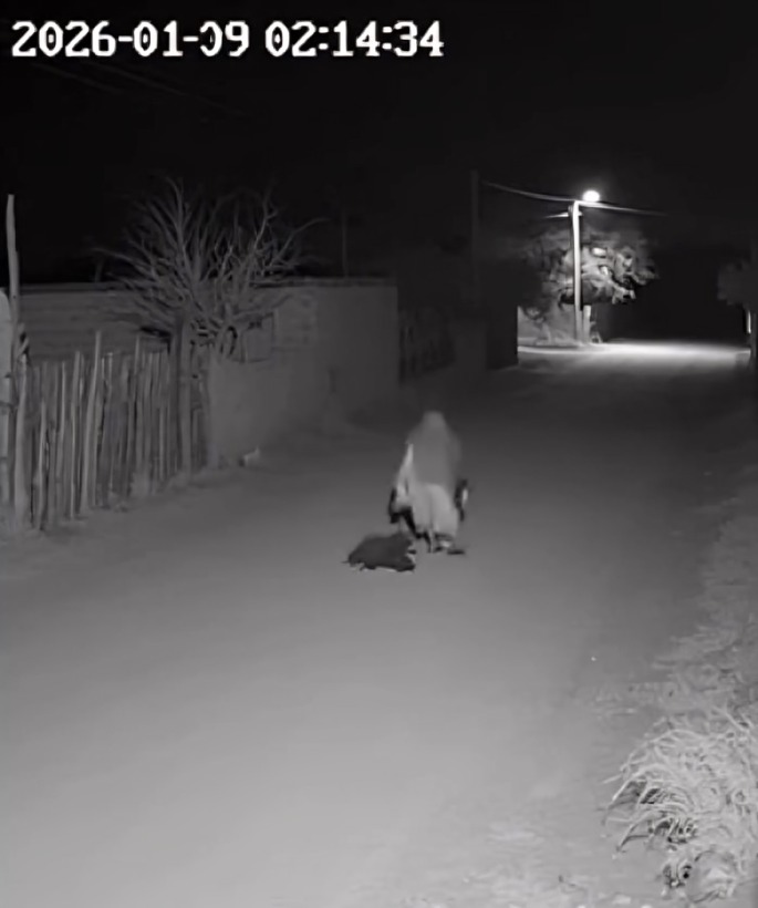 Cámara de seguridad capta transformación de bija en guajolote