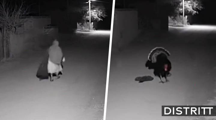 Captan a bruja transformándose en guajolote en Veracruz |VIDEO