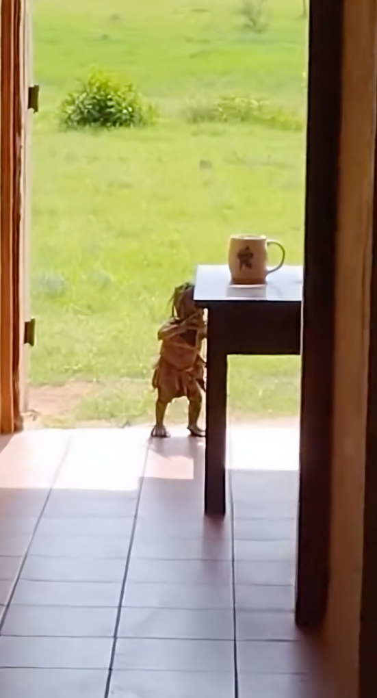 Captan supuesto chaneque en casa de campo