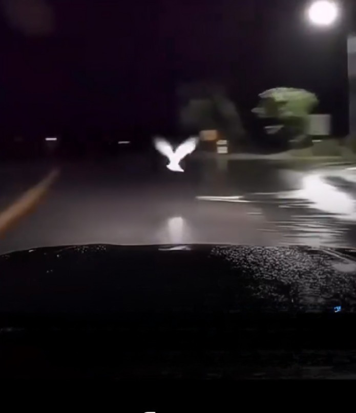 Paloma blanca aparece frente a chofer y evita accidente