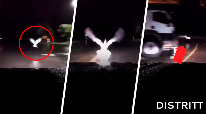 Paloma blanca evita fatal accidente de tránsito
