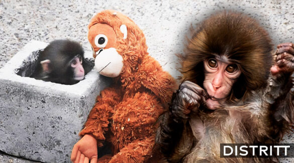 Punch: la desgarradora historia del mono bebé y su peluche
