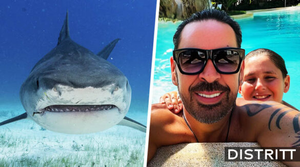 Tiburón ataca al hijo de Jorge D'Alessio en Tulum |VIDEO