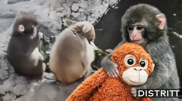 Captan a mono Punch muy cariñoso con macaca Aiko