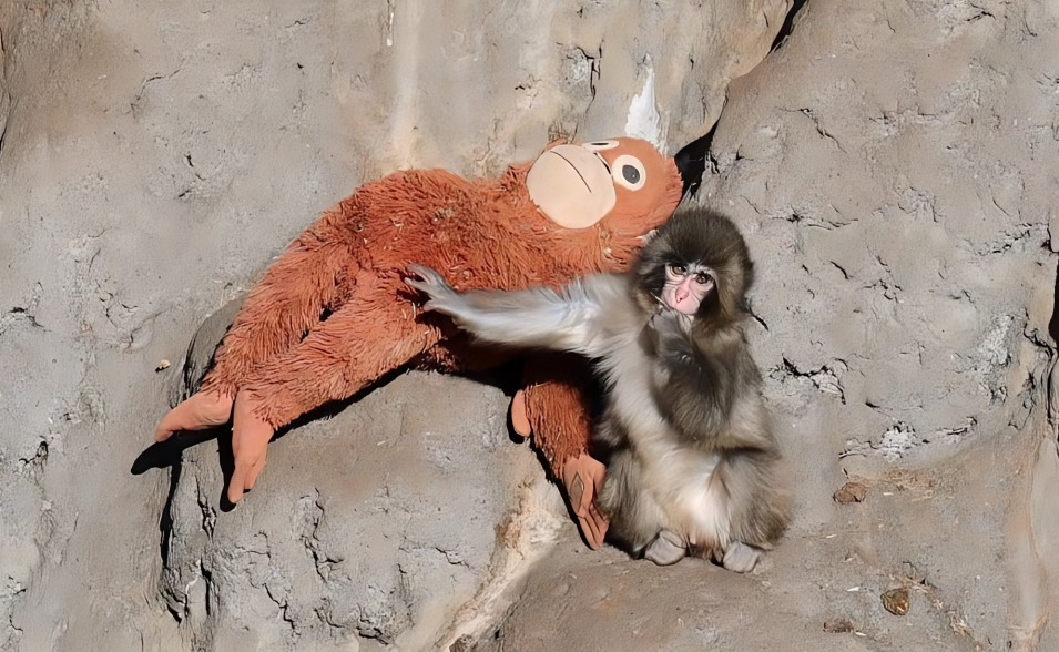 Captan a Punch cariñoso con macaca Aiko