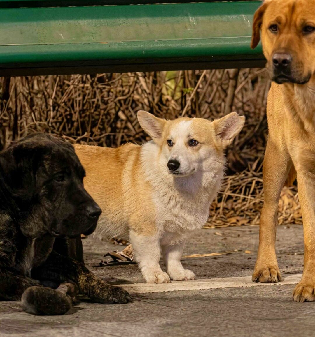 Siete perros escapan de secuestro 