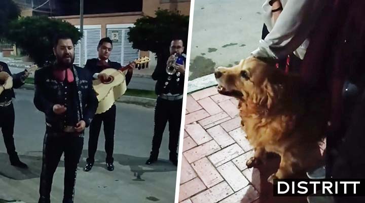 Familia despide a su perrita enferma con mariachi |VIDEO